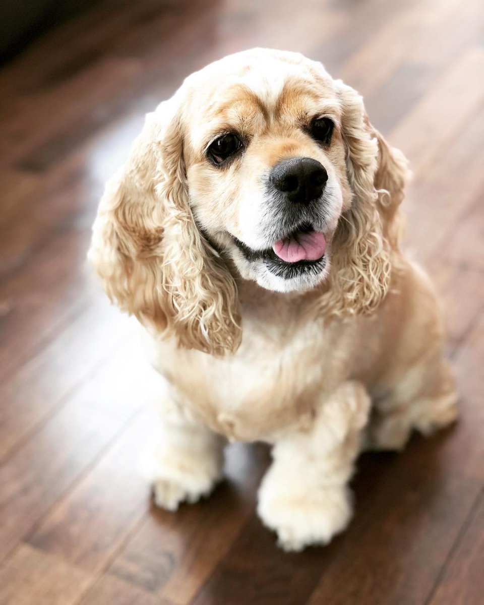 Американский Коттер спани