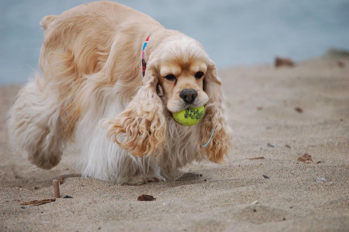 Американский Коттер спани