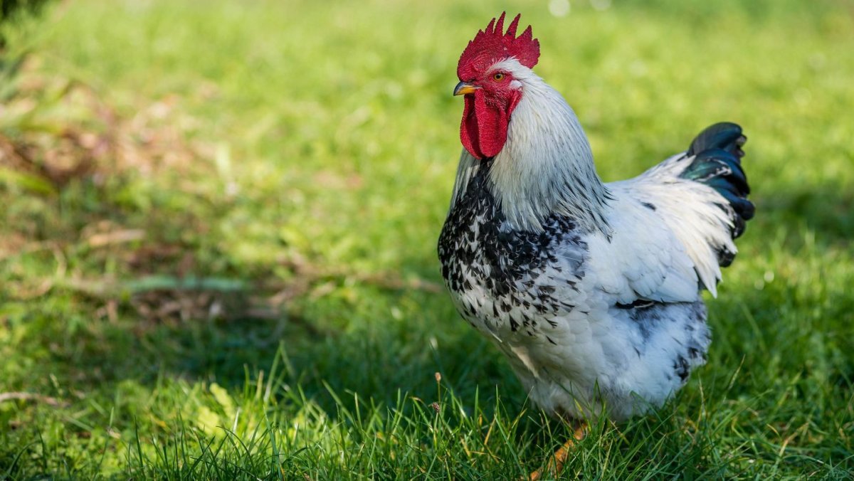 Рябой петух