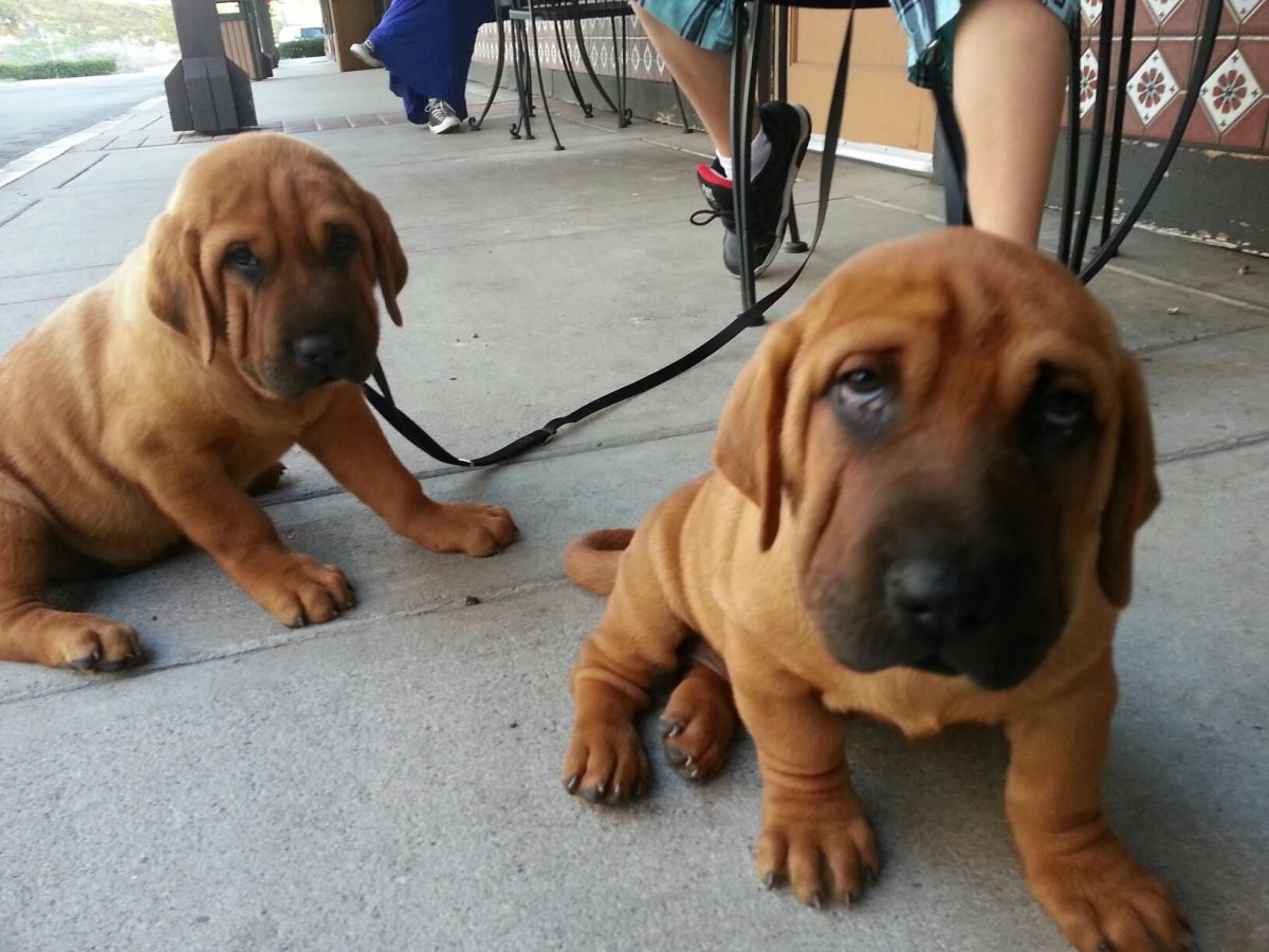 Чау чау и шарпей