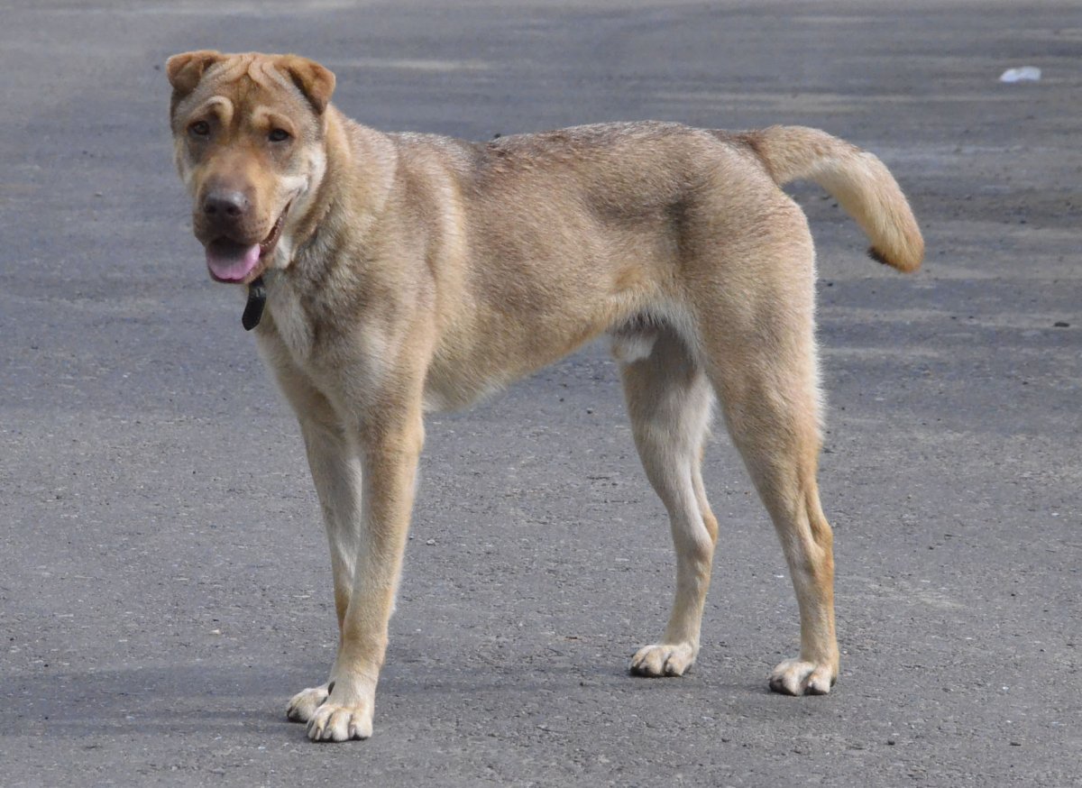 Помесь шарпея и питбуля