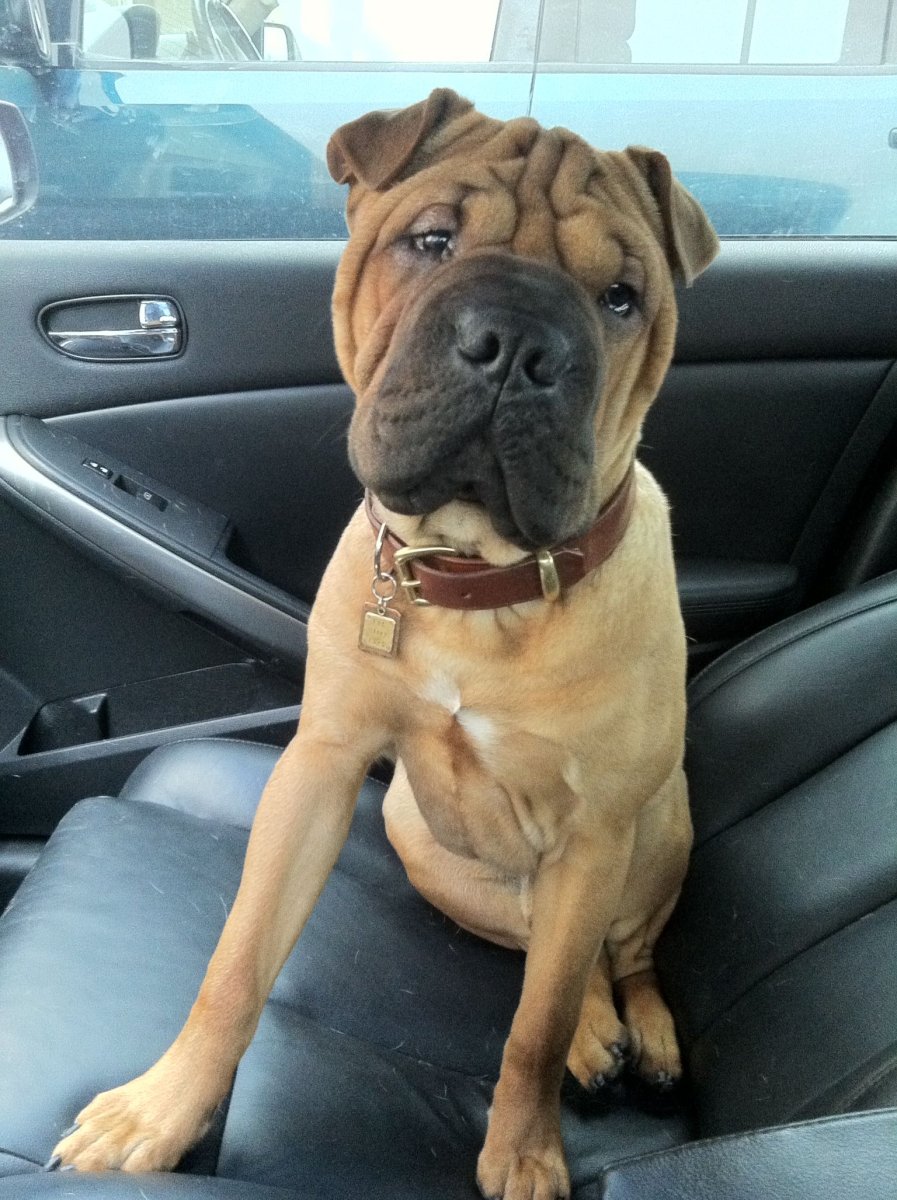 Помесь шарпея и овчарки