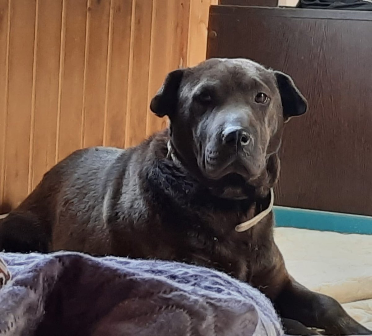 Такса с шарпеем