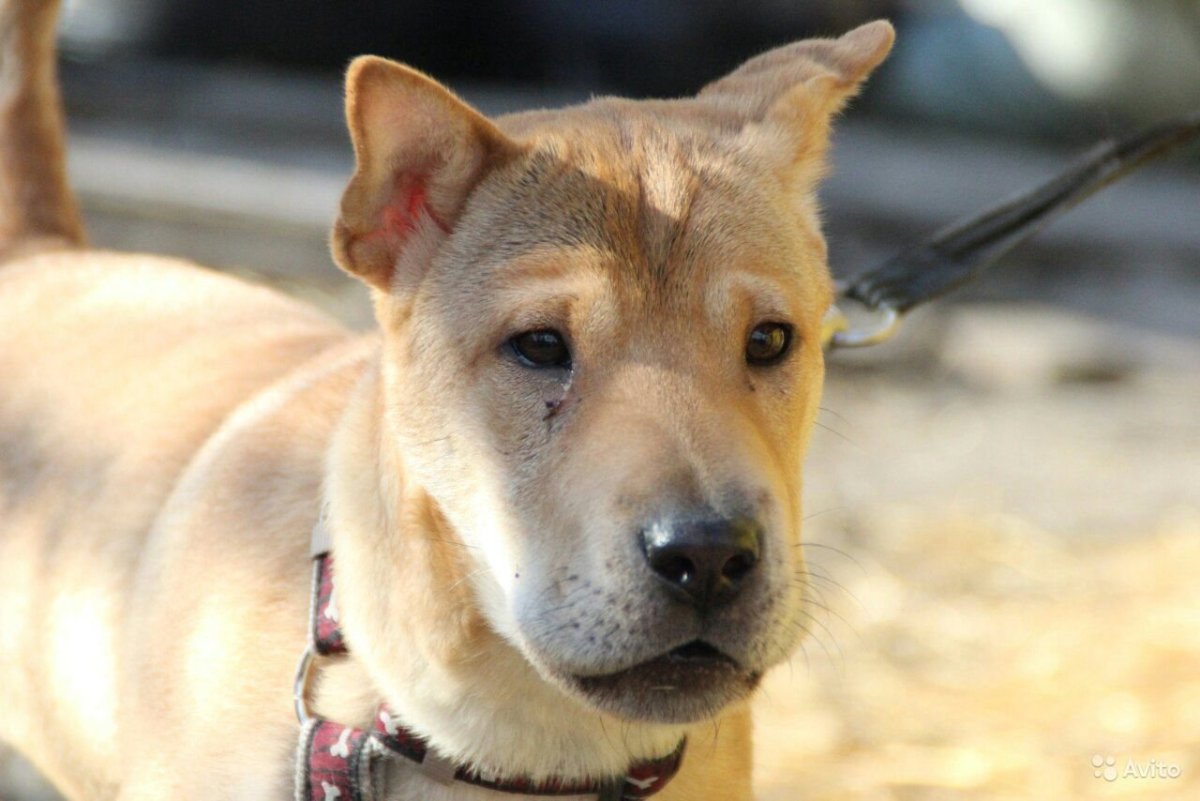 Шарпей с овчаркой