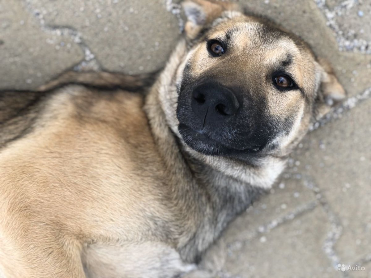 Шарпей Стаффорд помесь