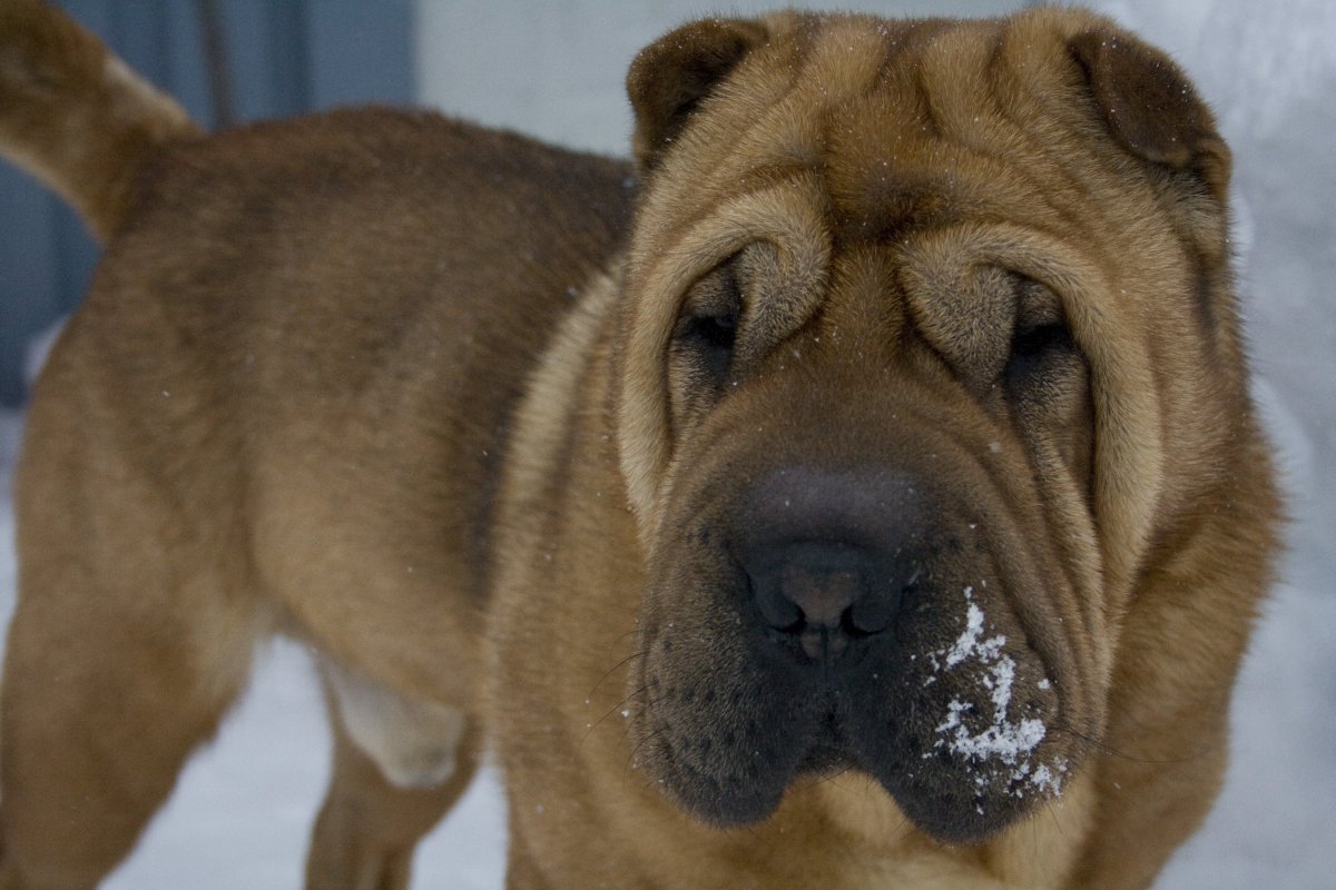 Метис шарпея и лайки