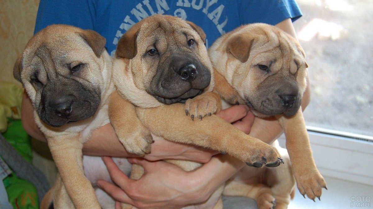 Метис шарпея и спаниеля