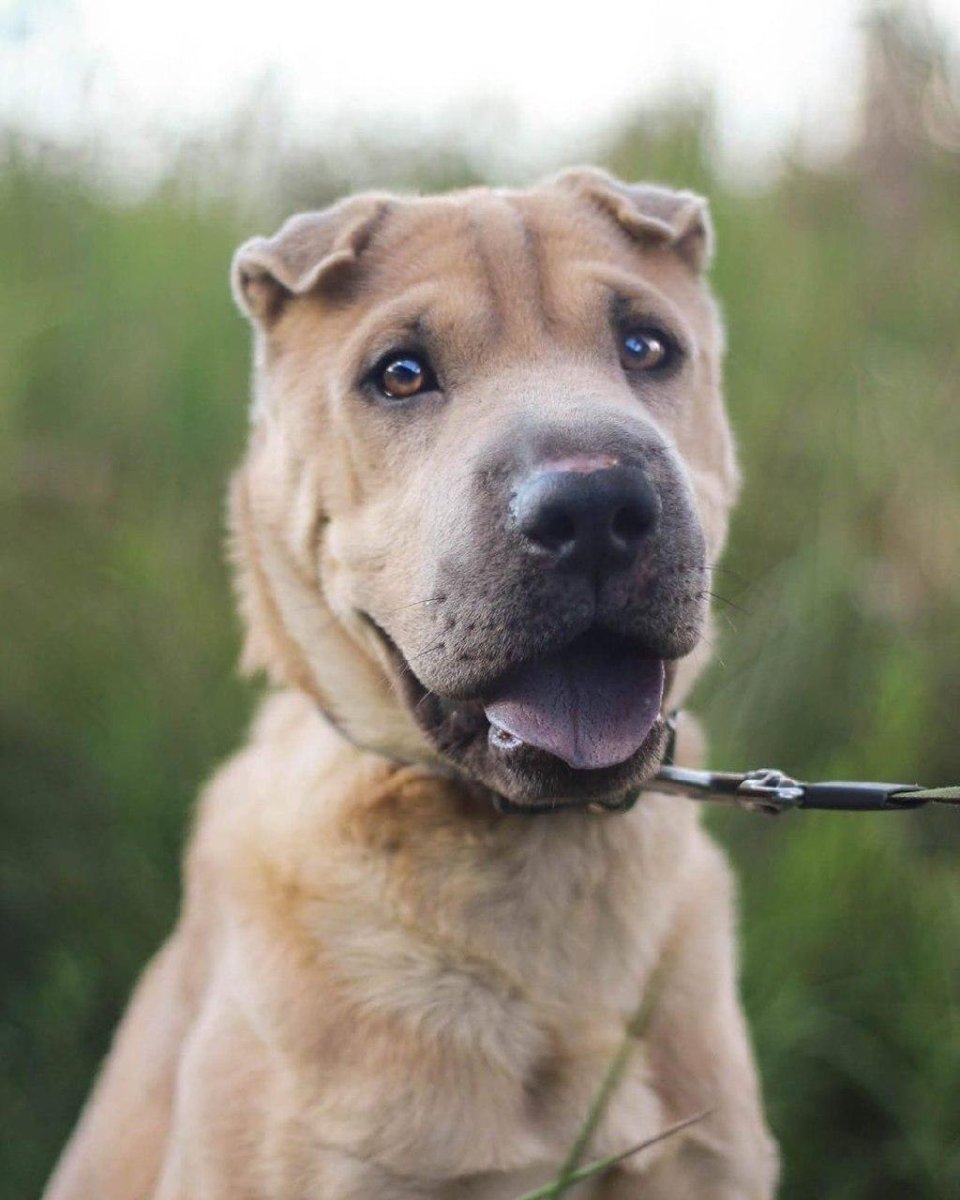 Метис шарпея