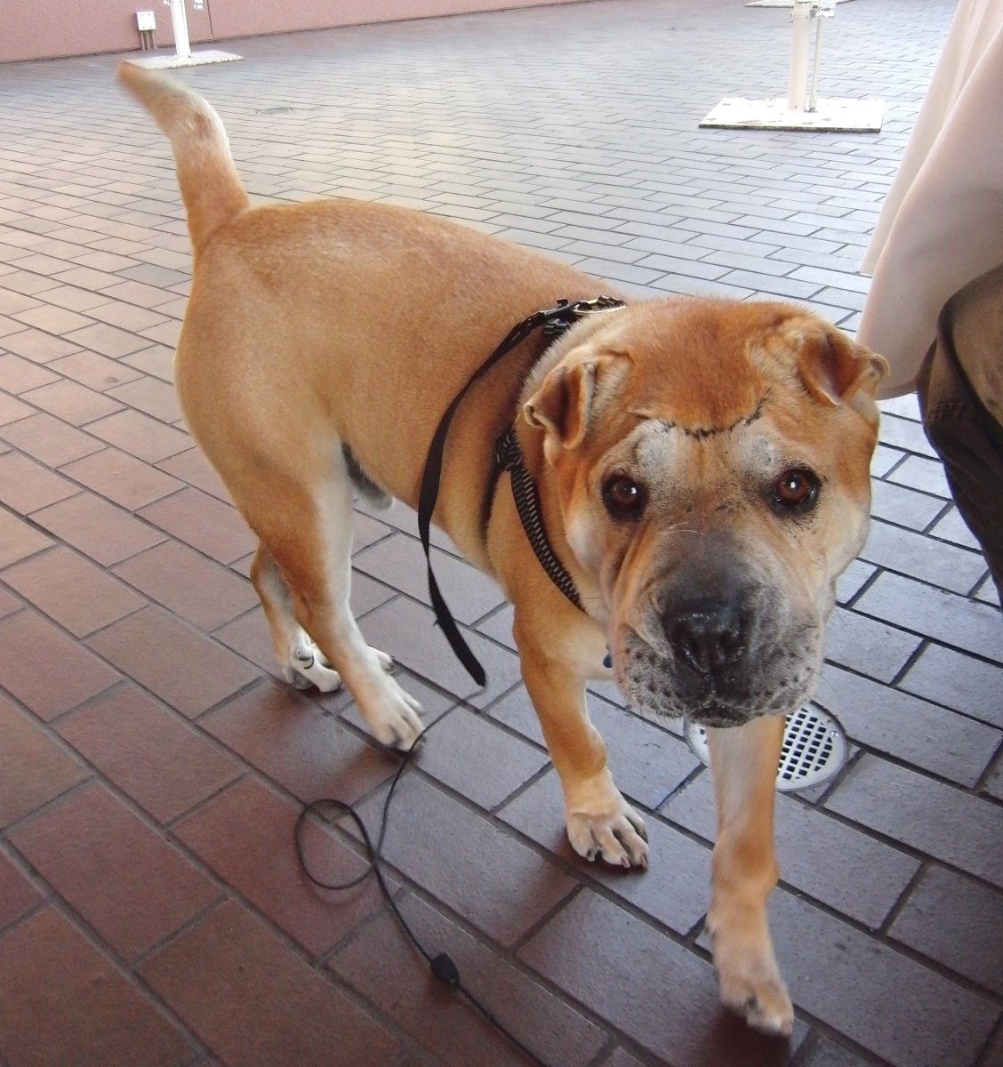 Бульмастиф шарпей метис