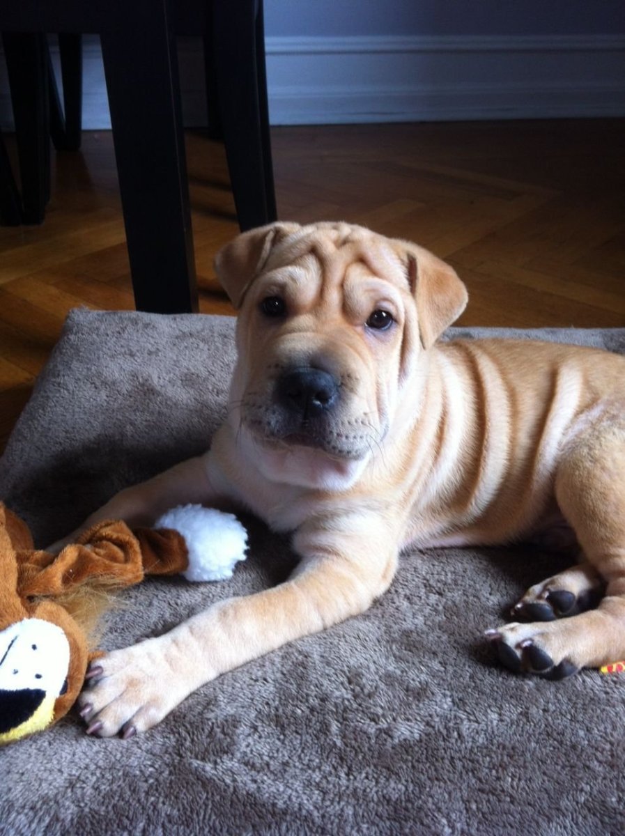 Поместь чаучау и шарпей