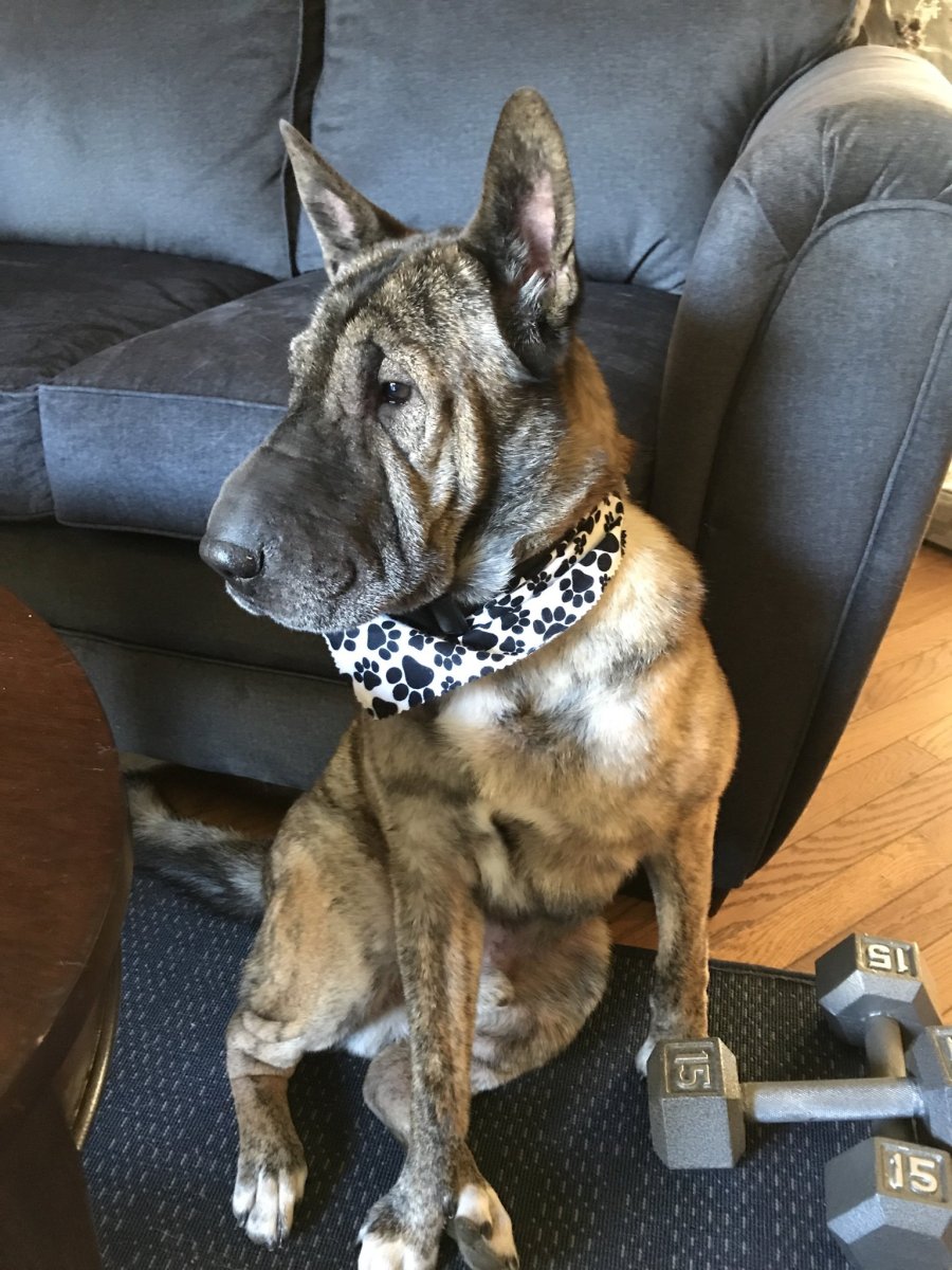 Метис шарпей и Стаффорд