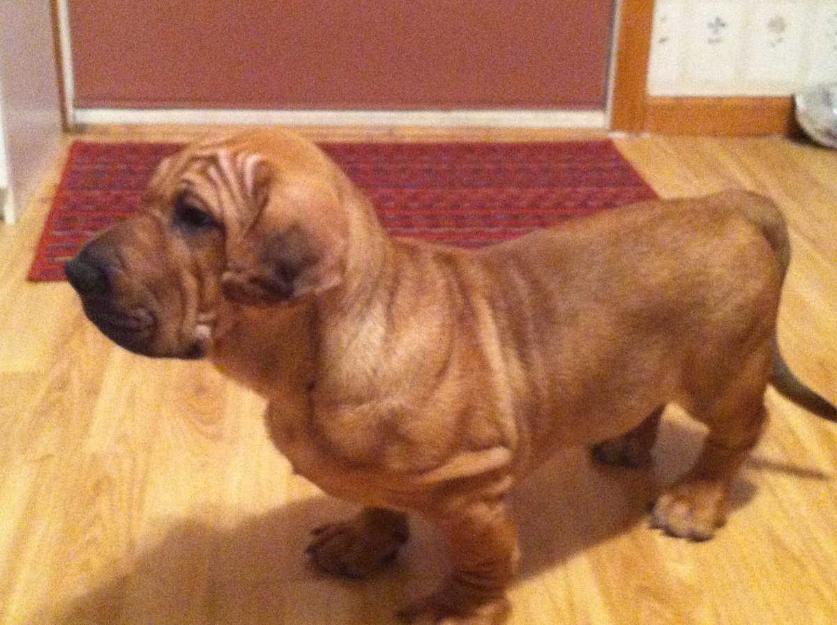 Ротвейлер и шарпей