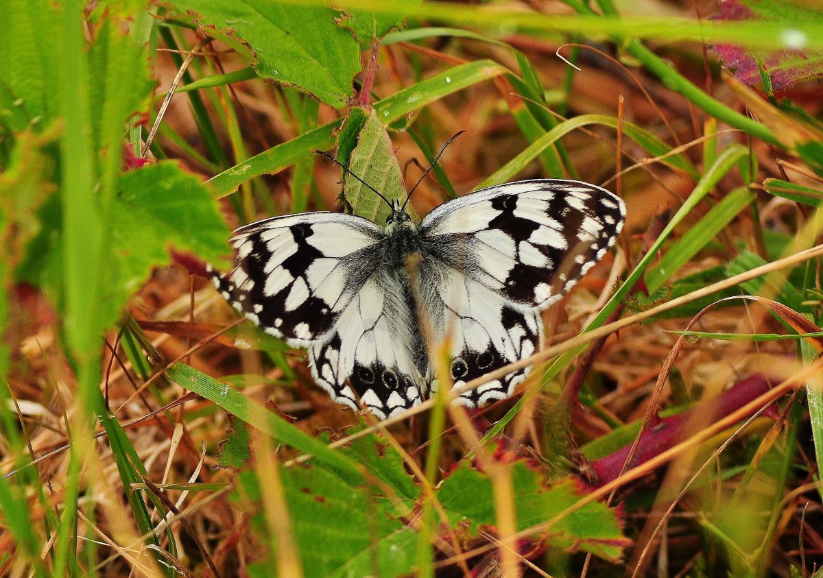 Бабочки в природе