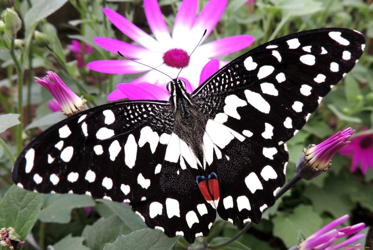 Пятнистая бабочка