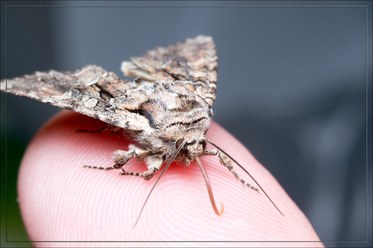 Бабочки моли