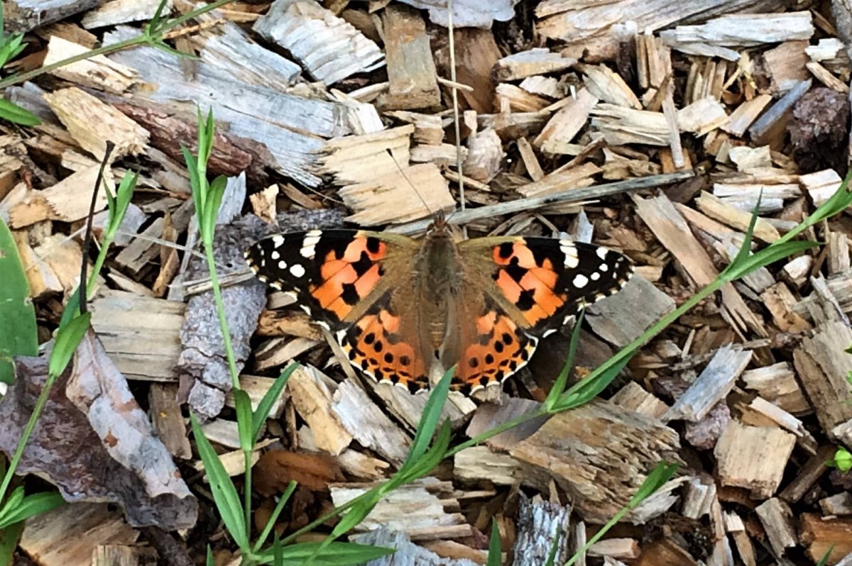 Жизнь бабочки