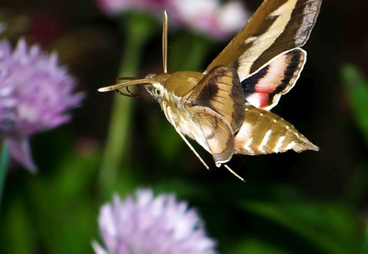 Бабочка Бражник-хоботник
