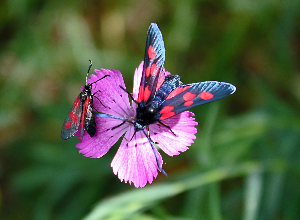 Василек с бабочкой