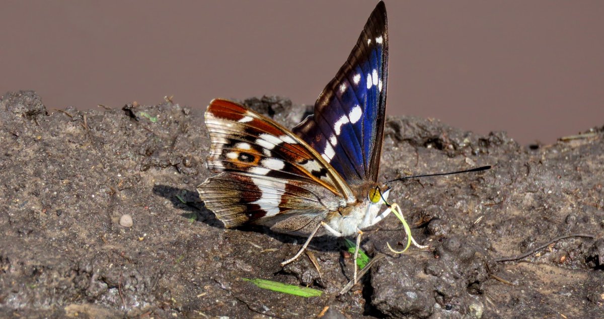 Махаон Зорька капустница траурница Переливница