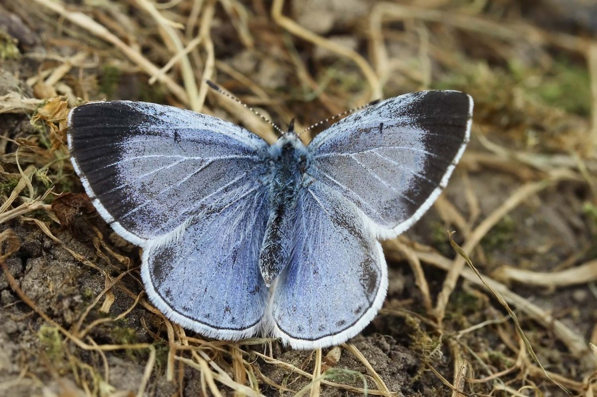Голубянка крушинная бабочка