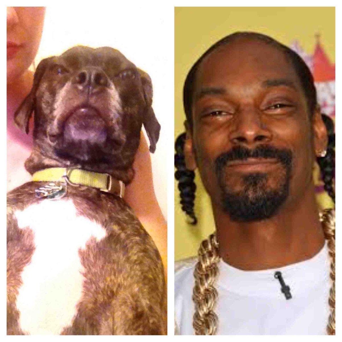 Собака снуп дог