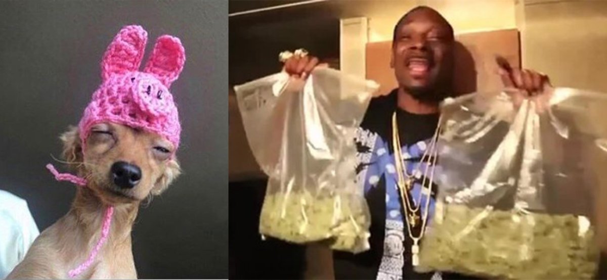 Собаки Доберманы зима