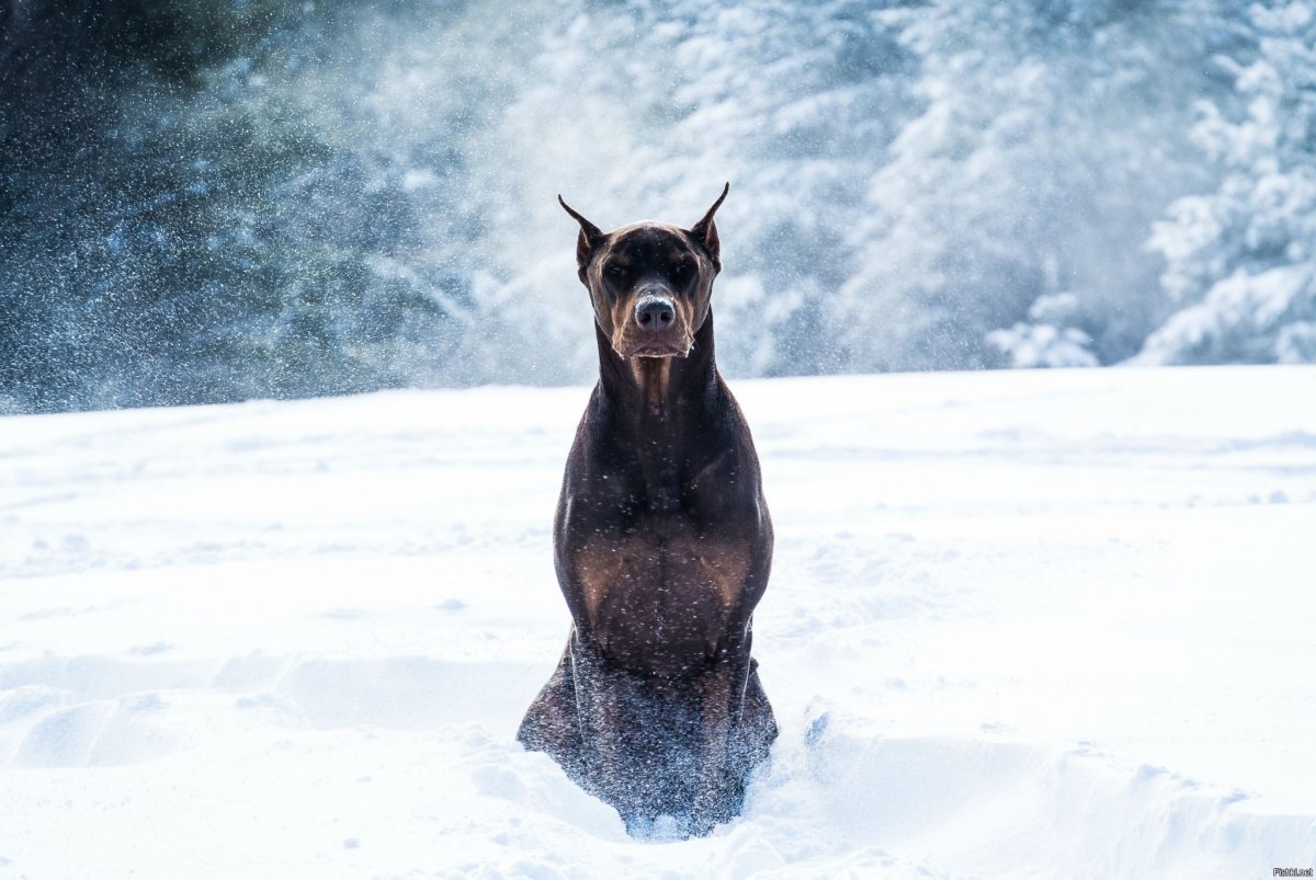 Стаффордширский бультерьер улыбка