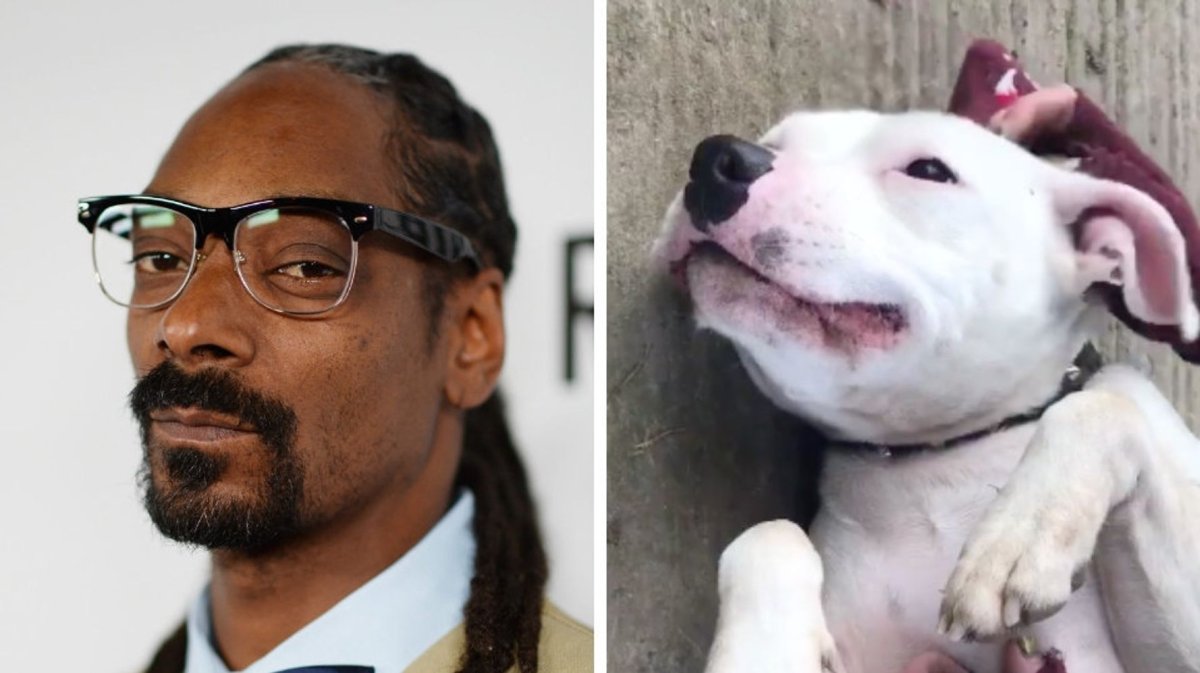 Собака снуп дог