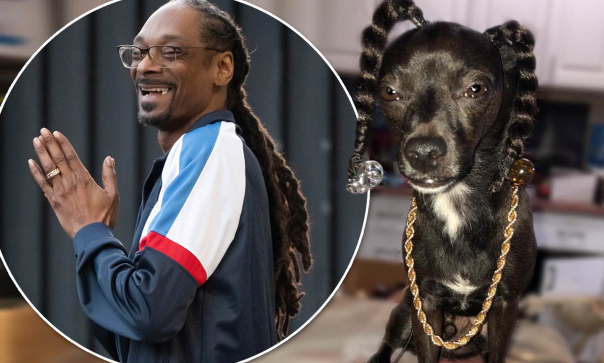 Такса снуп дог