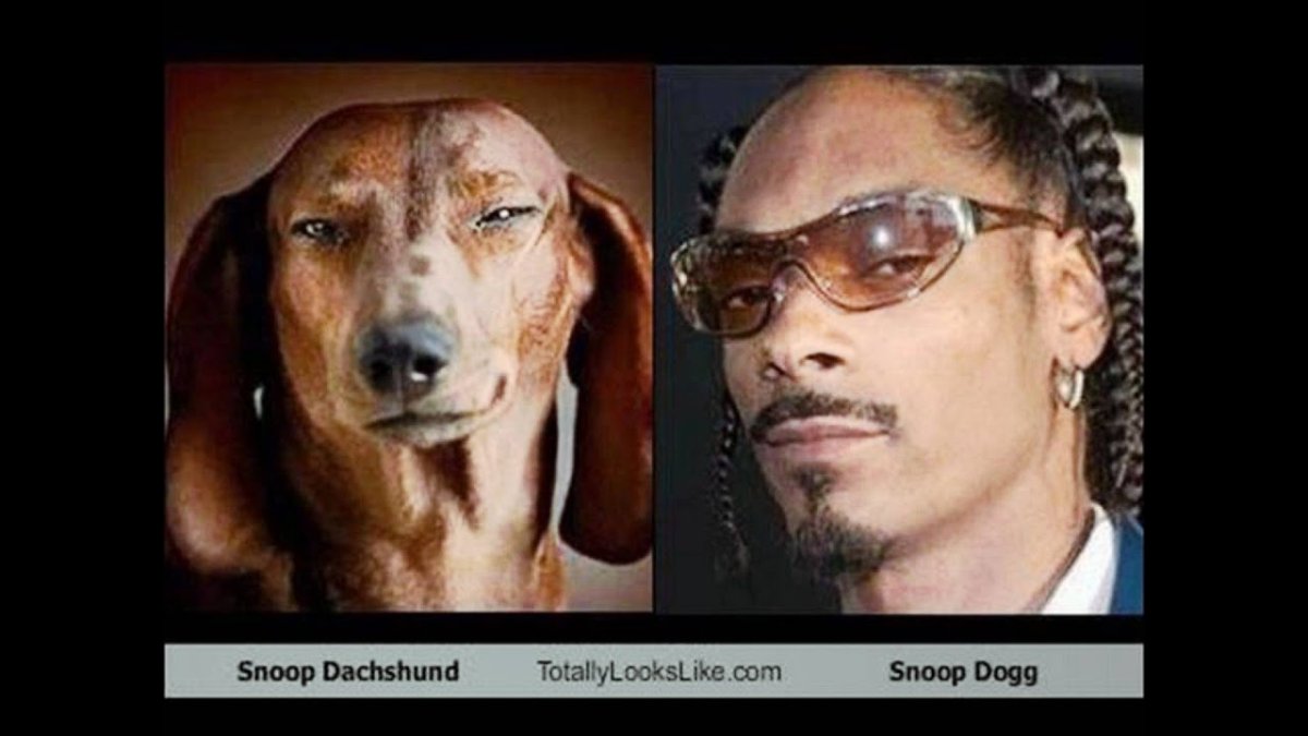 Доберман пинчер коричне