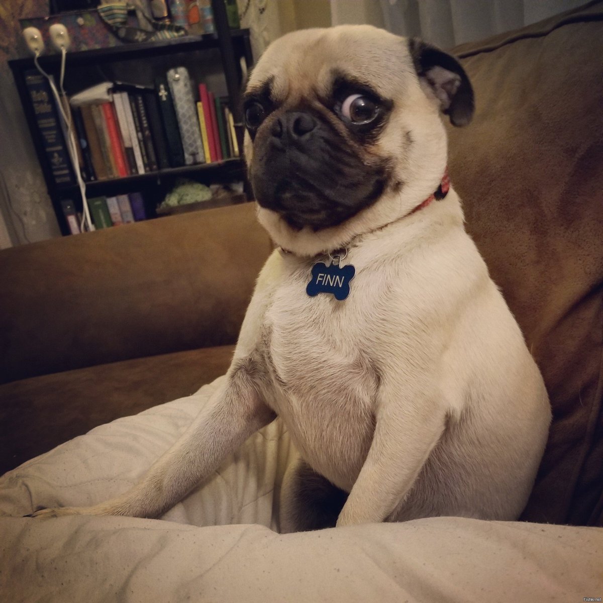 Собака корги