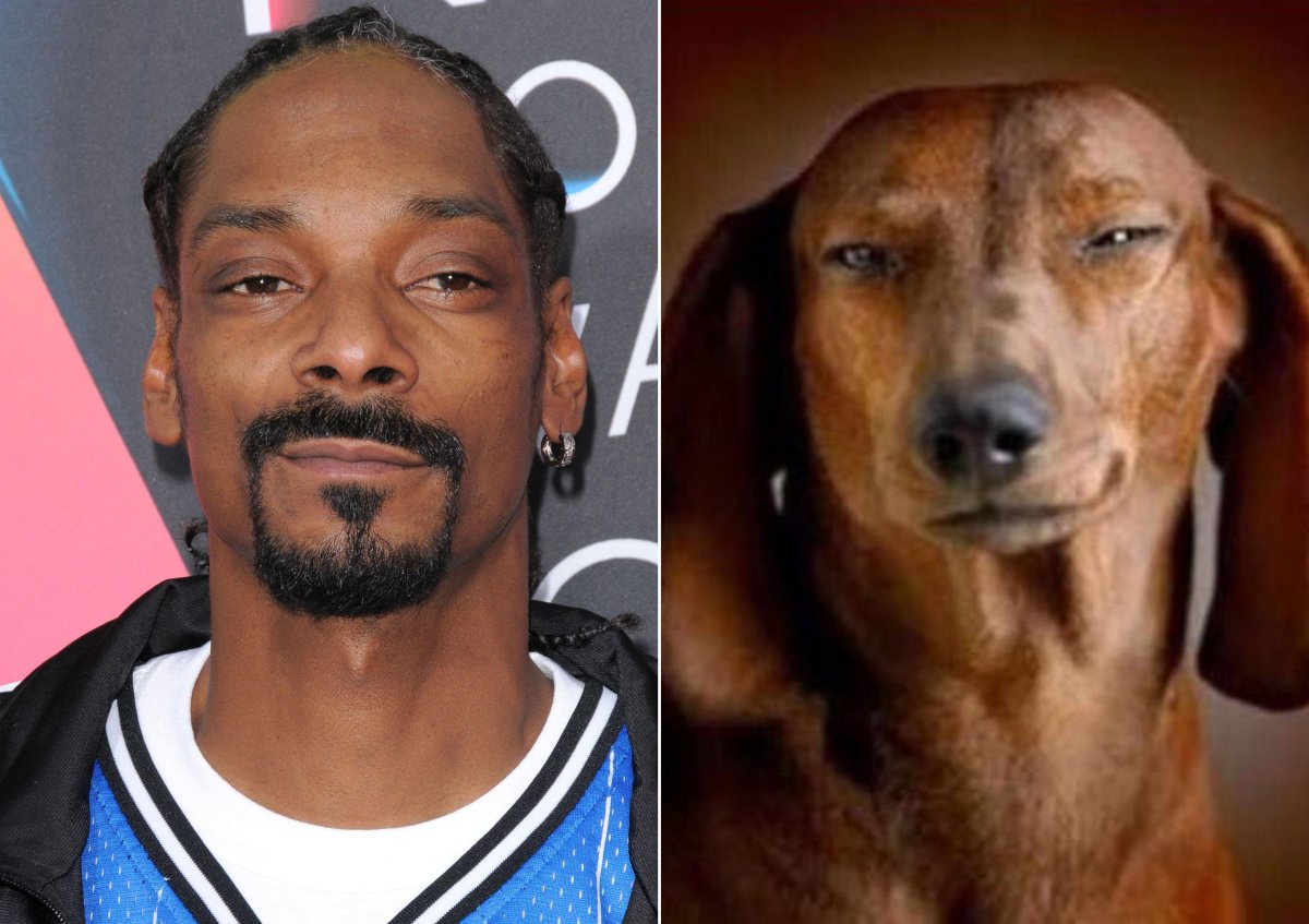 Собака снуп дог