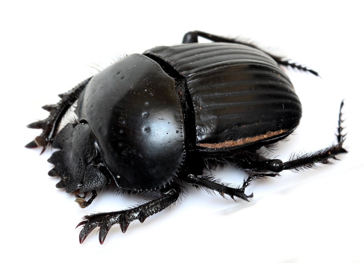 Scarabaeus laticollis