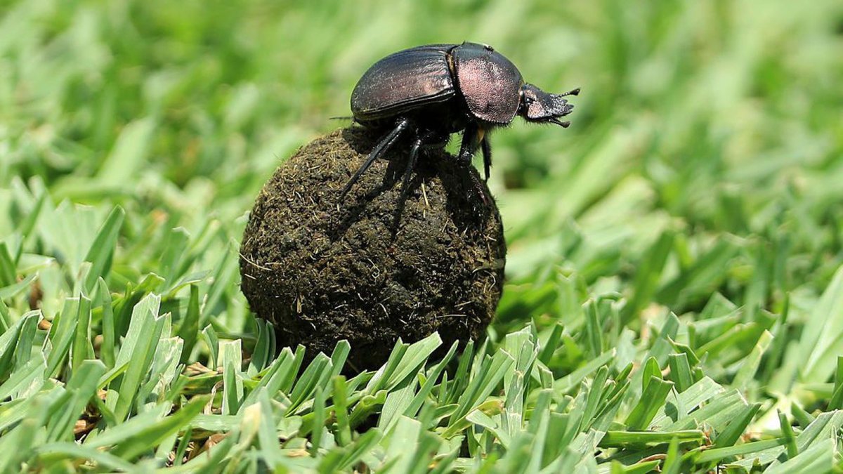 Жук навозник обыкновенный