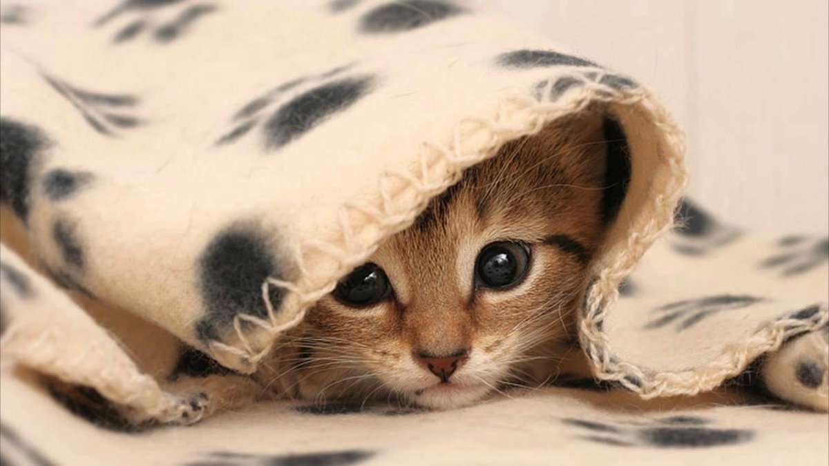 Котенок в одеяле