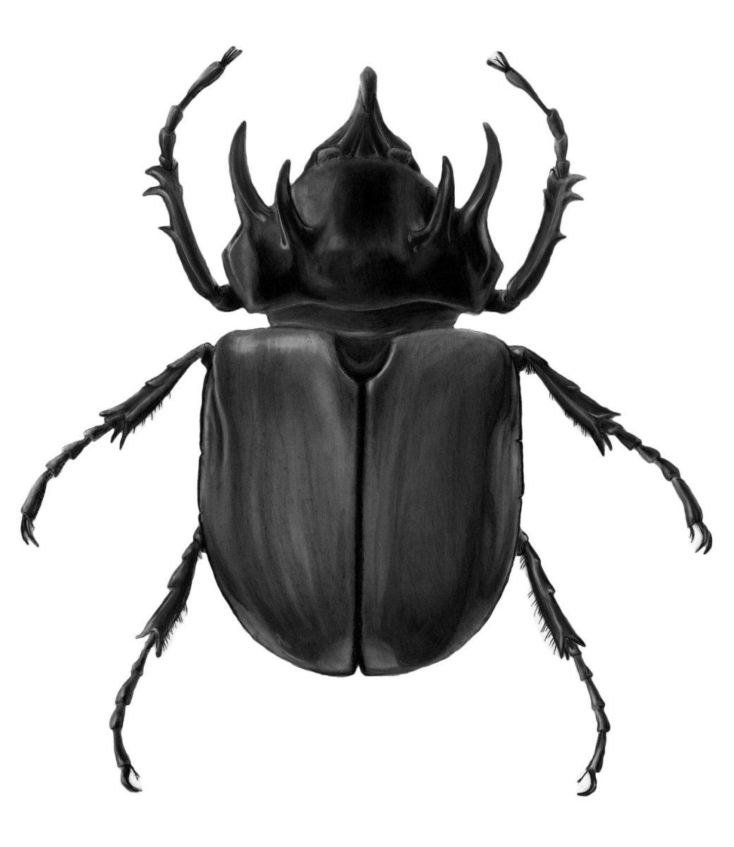 Жесткокрылые Жук носорог