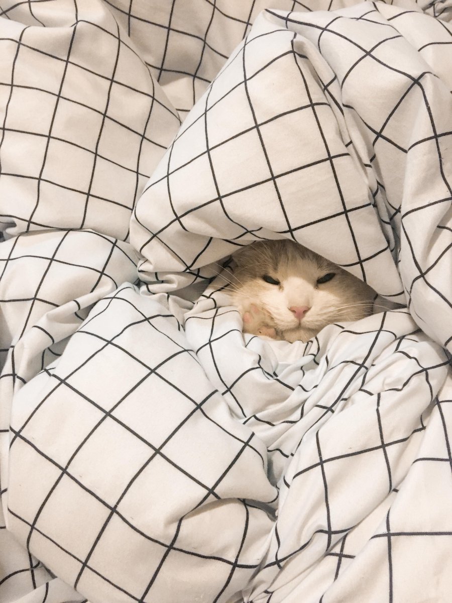 Кот под одеялом
