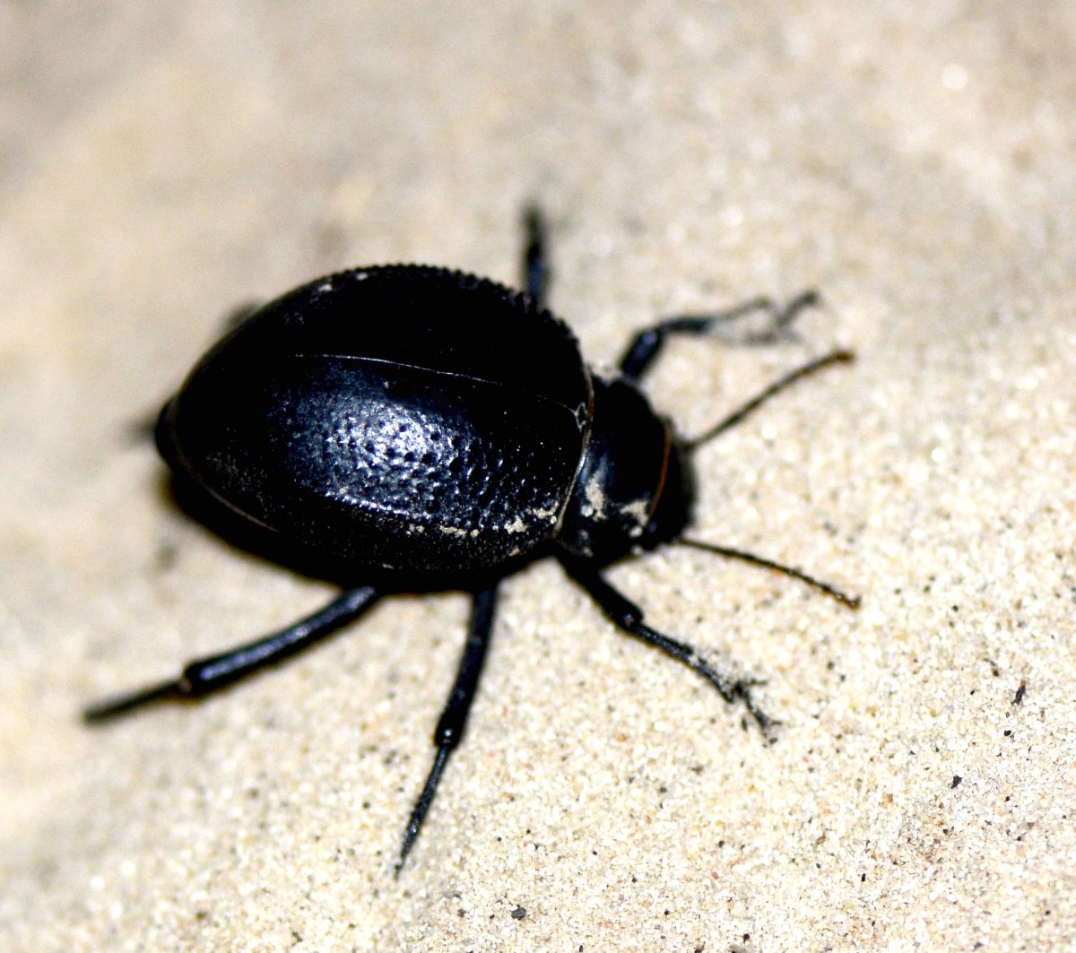 Черный Жук НАСЕКОМУС