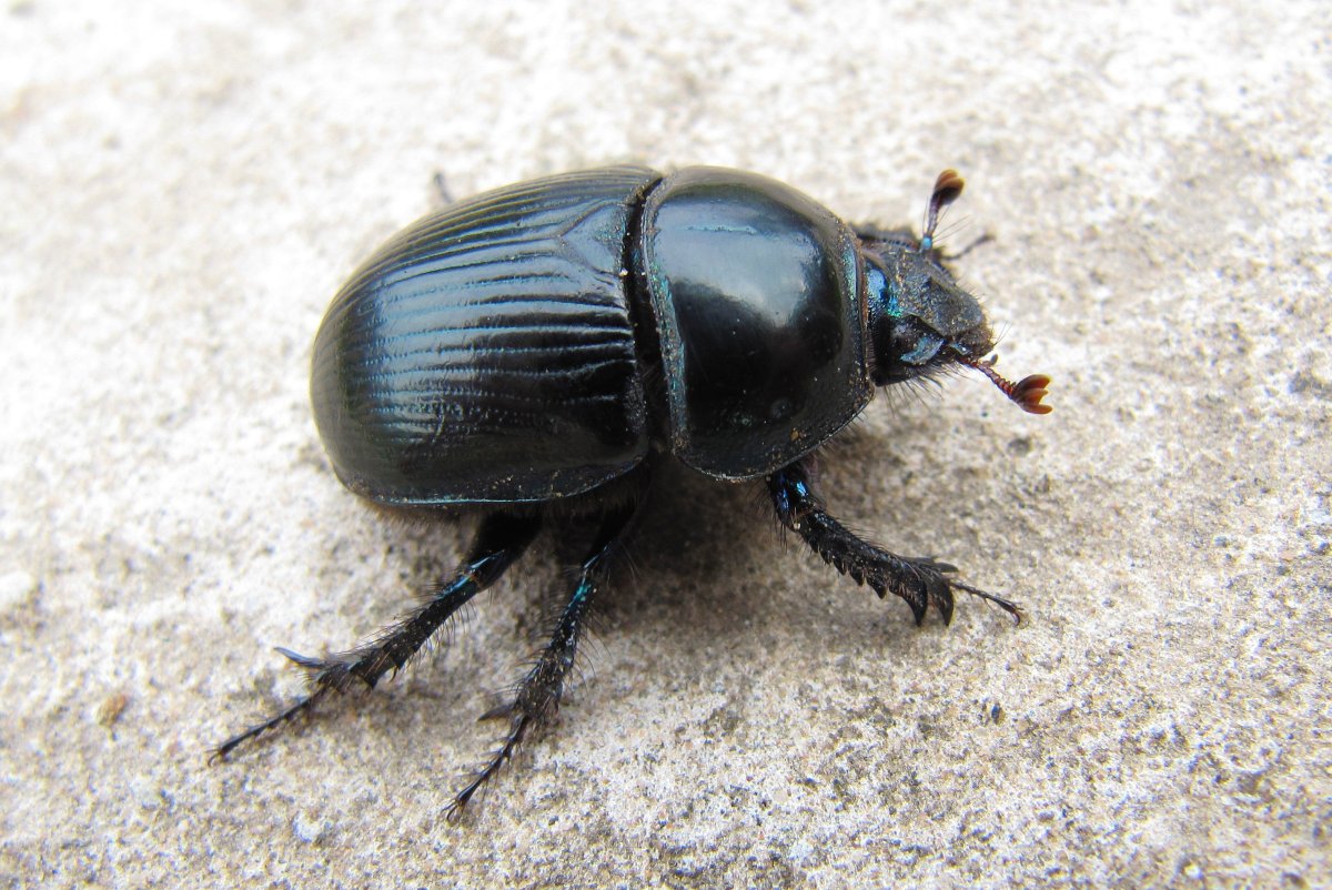Жук навозник Землерой