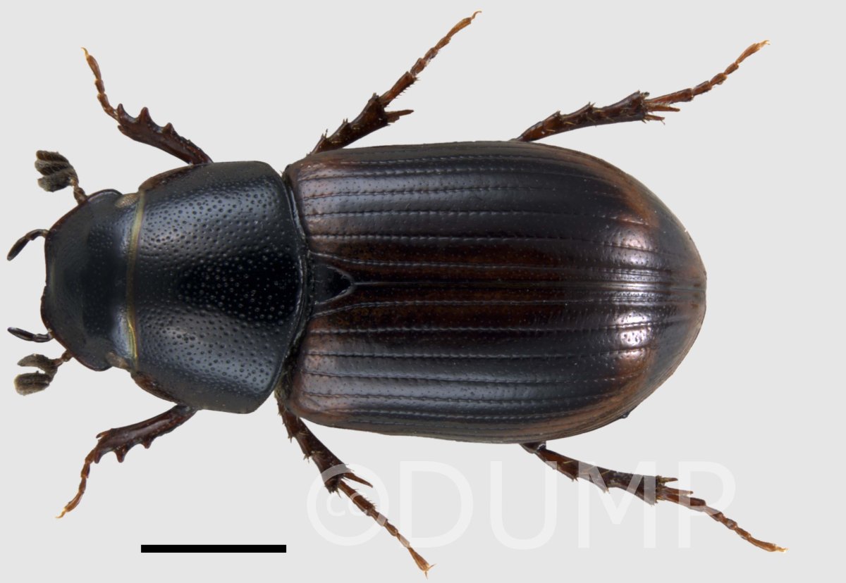Aphodius bispinifrons