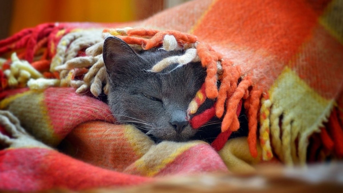 Кот под пледом