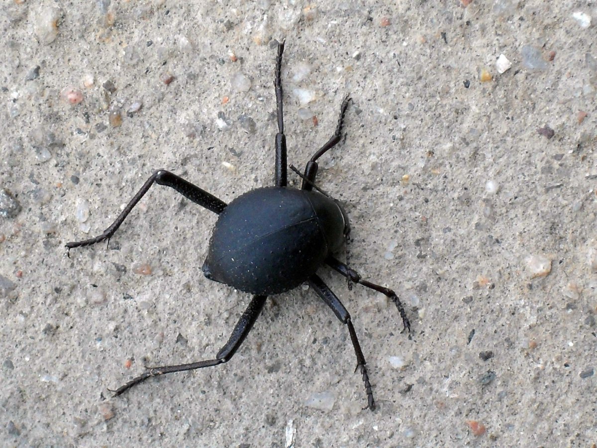 Черный круглый Жук