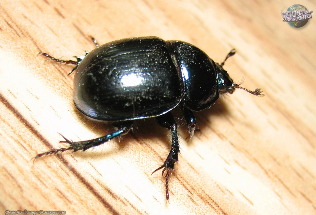 Жук навозник Землерой