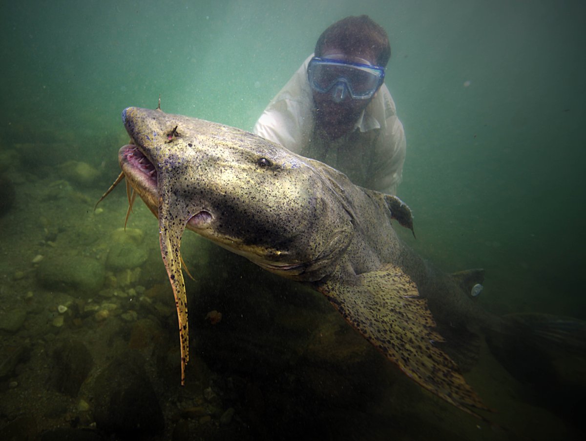 Пожиратель чудовищ Мясоедов