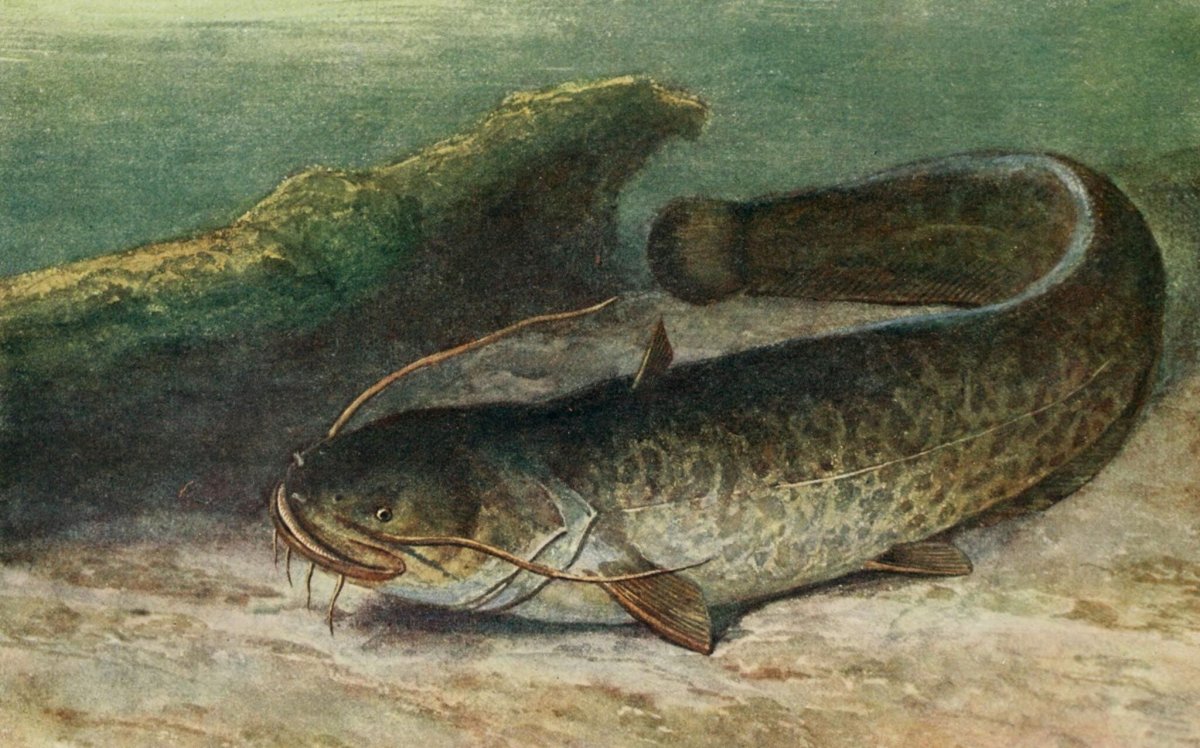 Речные рыбы сом