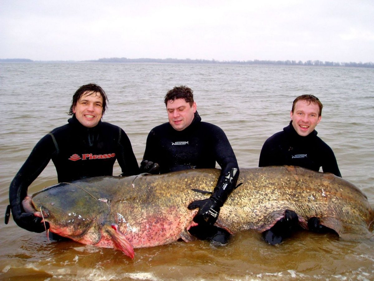 Сом альбинос Речной