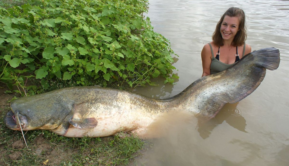 Большие сомы