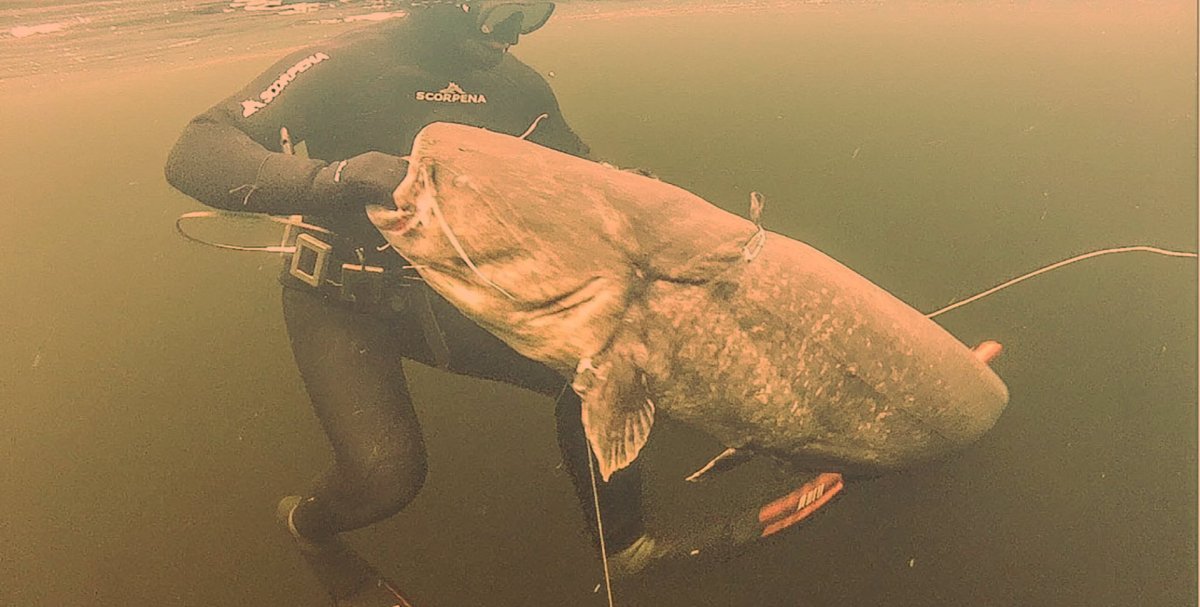 Самый большой сом в Беларуси