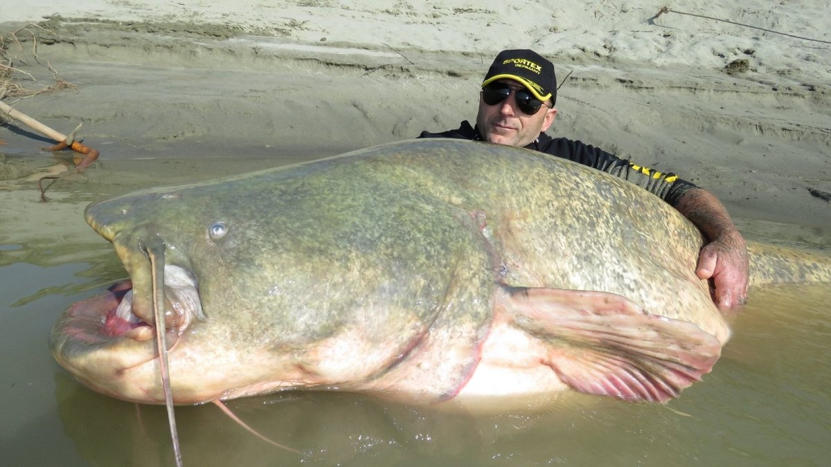 Сенгилеевское водохранилище сом людоед