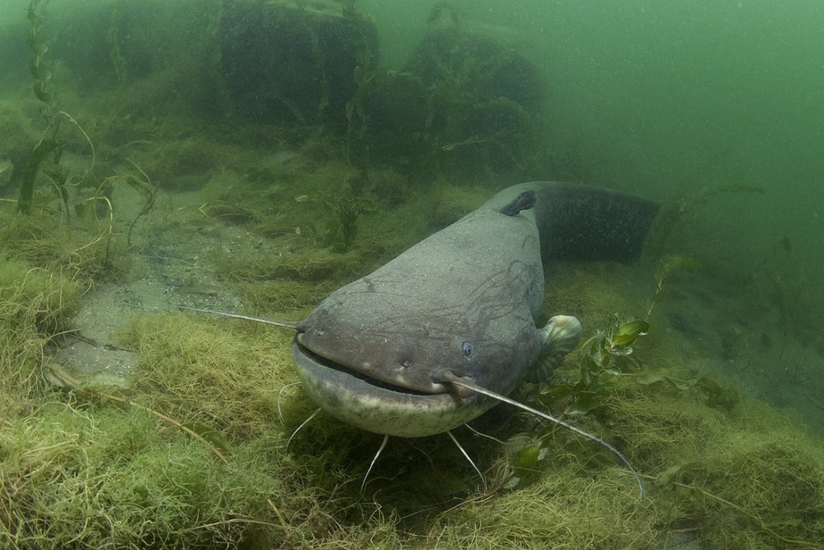 Усатый хищник